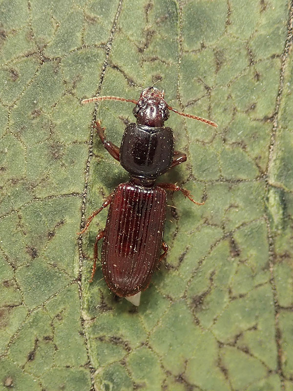 Carabidae: Clivina fossor o C. collaris ?